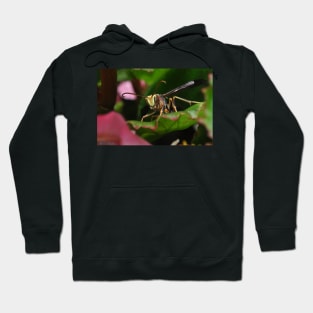 Buzzz Up! Hoodie